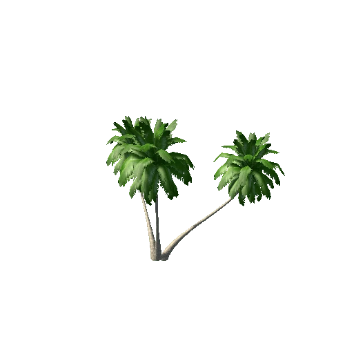 palm tree1